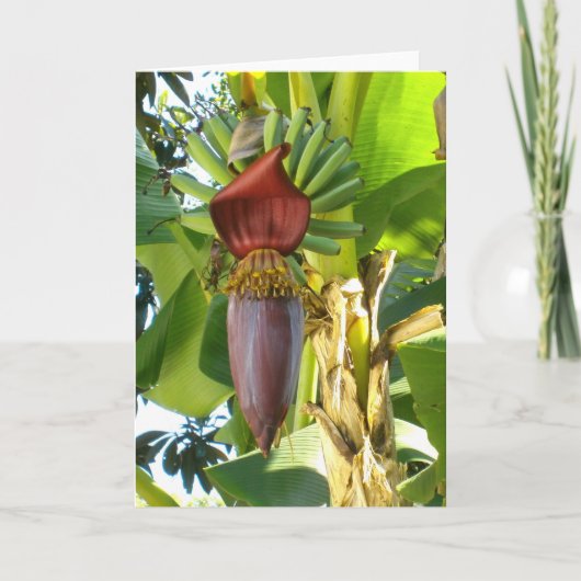 VIEILLE carte de voeux de BANANES de la FLORIDE (Devant)