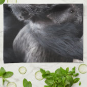 Vieille serviette de main de chimpanzé (Plié)