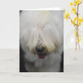 Vieilles cartes de voeux anglaises mignonnes de (Fleur jaune)