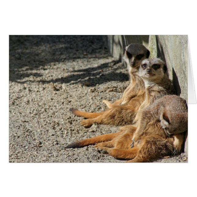 Viekats suspendus (Devant horizontal)