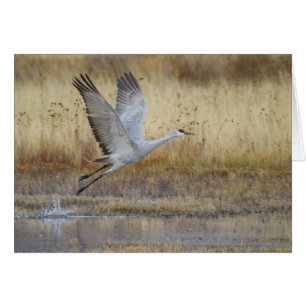viens voler avec moi Sandhill Crane