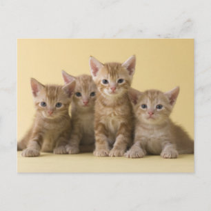 Vier Amerikaanse Shorthair Kittens Briefkaart