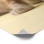 Vier Amerikaanse Shorthair Kittens Poster (Hoek)