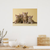 Vier Amerikaanse Shorthair Kittens Poster (Keuken)