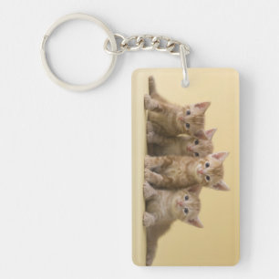 Vier Amerikaanse Shorthair Kittens Sleutelhanger