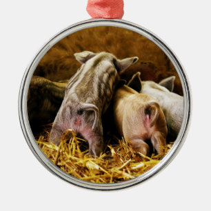 Vier Baby piglet Mangalitsa Hogs die knoppen tonen Metalen Ornament