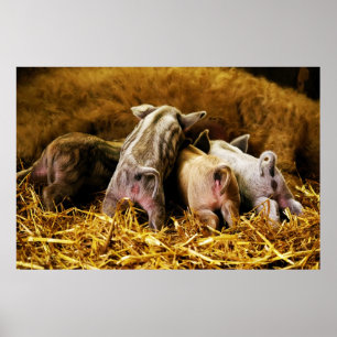 Vier Baby piglet Mangalitsa Hogs die knoppen tonen Poster