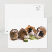 vier cavia's die eten, briefkaart (Voorkant / Achterkant)