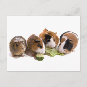 vier cavia's die eten, briefkaart