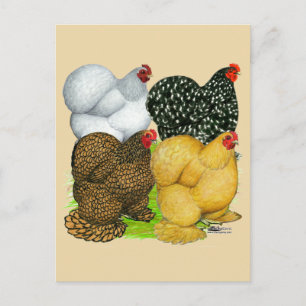 Vier Cochin Hens Briefkaart