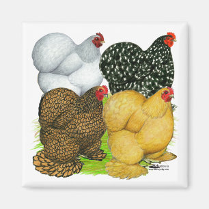 Vier Cochin Hens Magneet