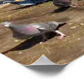 Vier duiven die in een rij landen poster (Hoek)