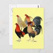 Vier Gamecocks Briefkaart (Voorkant / Achterkant)