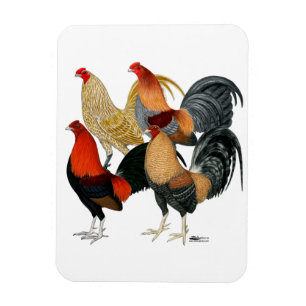 Vier Gamecocks Magneet