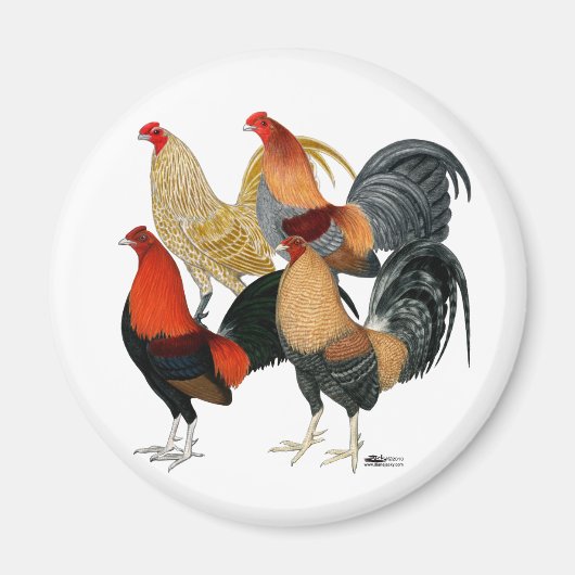 Vier Gamecocks Magneet (Voorkant)