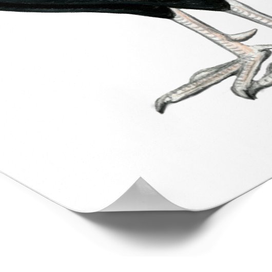 Vier Gamecocks Poster (Hoek)