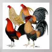 Vier Gamecocks Poster (Voorkant)