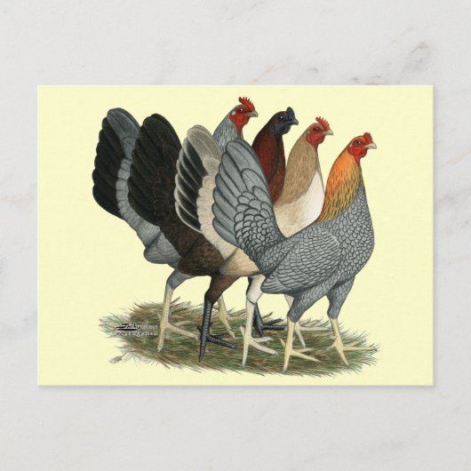 Vier Gamefowl Hens Briefkaart (Voorkant)