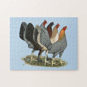 Vier Gamefowl Hens Legpuzzel