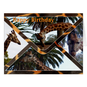 Vier Giraffes op een Giraffe envelop, Birthday Kaa