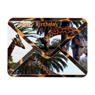 Vier Giraffes op een Giraffe-envelop, magneet