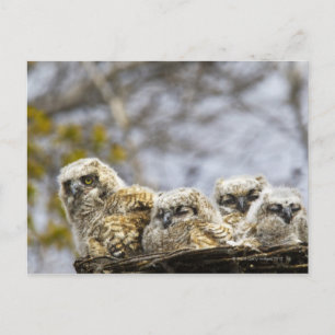 Vier grote kippen met een hoornvlieg (Bubo Virgini Briefkaart