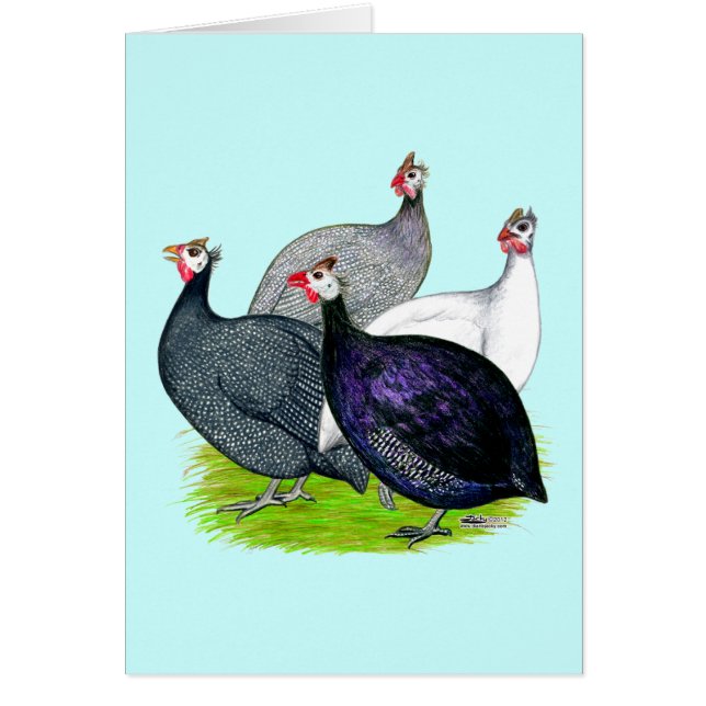 Vier Guinee (Voorkant)