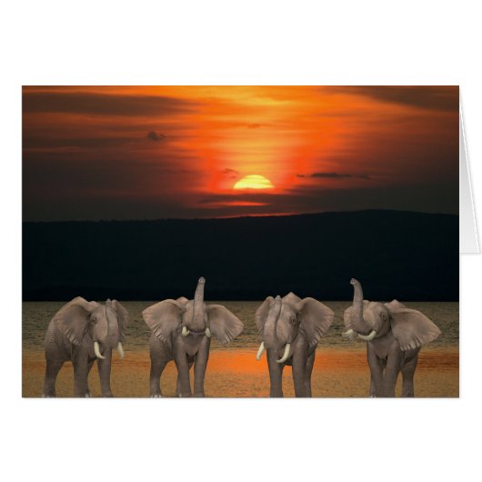 Vier Happy Elephants (Voorkant Horizontaal)