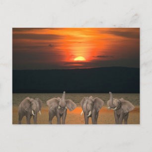 Vier Happy Elephants Briefkaart