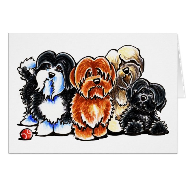 Vier Havanese (Voorkant Horizontaal)