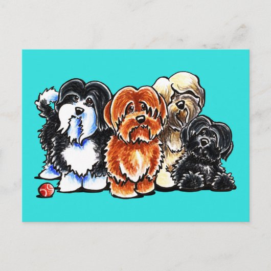 Vier Havanese Briefkaart (Voorkant)