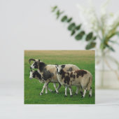 Vier hoornschapen briefkaart (Staand voorkant)