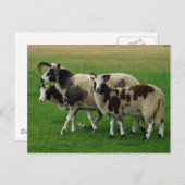 Vier hoornschapen briefkaart (Voorkant / Achterkant)