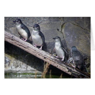 Vier kleine pinguïns