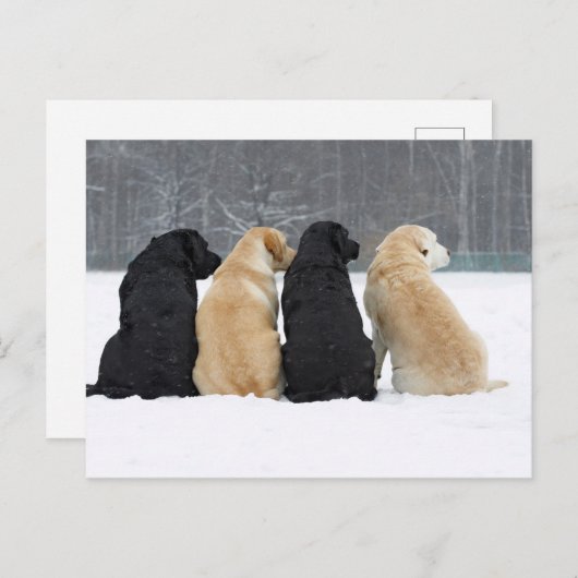 Vier labrador honden in sneeuw briefkaart (Voorkant / Achterkant)