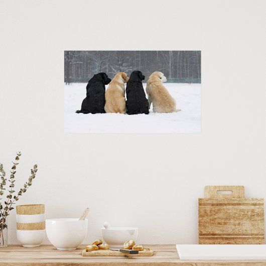 Vier labrador honden in sneeuw poster (Keuken)