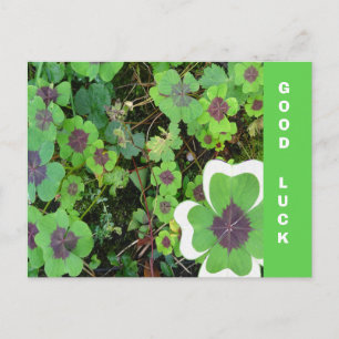 Vier Leaf Clover Leaf & Pattern Good Luck Briefkaa Briefkaart