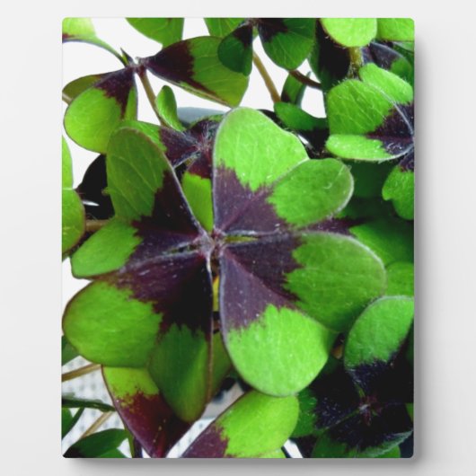 Vier Leaf Clover Shamrock St. Patrick's Lucky Fotoplaat (Voorkant)