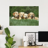 Vier leuke gouden puppies poster (Thuiskantoor)