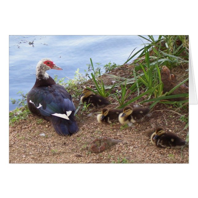 Vier liter eenden (Voorkant Horizontaal)