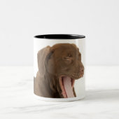 Vier maanden oud Chocolate Lab Puppy Yawning Tweekleurige Koffiemok (Center)