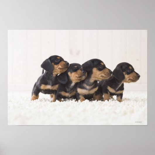 Vier Mini Dachshund Poster (Voorkant)