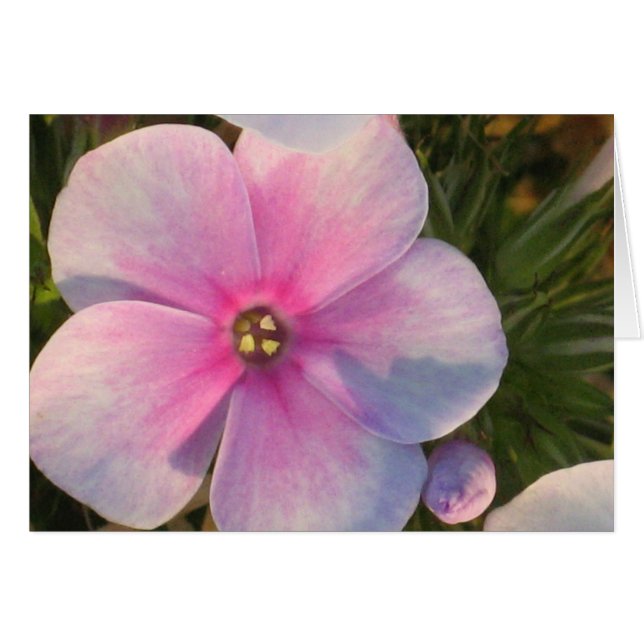 Vier O'Clock Flower Card (Voorkant Horizontaal)