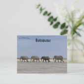 Vier olifanten in het Briefkaart van Botswana (Staand voorkant)