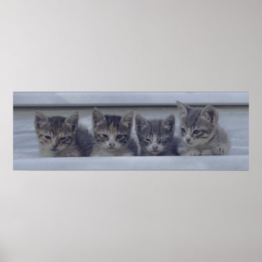 Vier Slapy Kittens in een rij Poster (Voorkant)