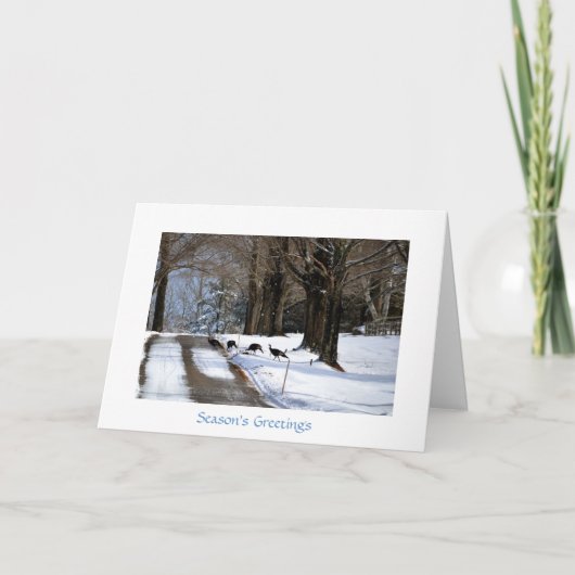 Vier Wilde Kalkoenen - de Kaart van de Vakantie (Voorkant)