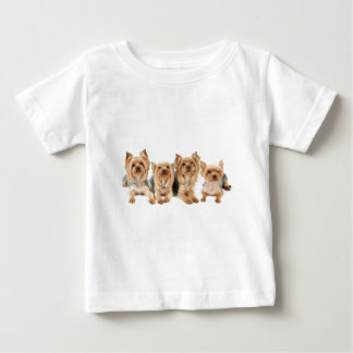 Vier yorkies