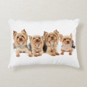 Vier yorkies accent kussen