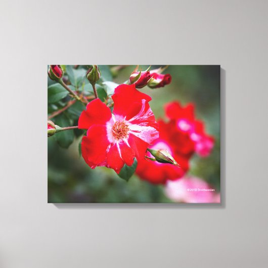Vierde juli Shrub Canvas Afdruk (Voorkant)
