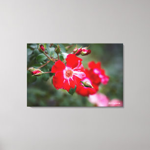 Vierde juli Shrub Canvas Afdruk